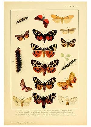 Bild des Verkufers fr Reproduccin/Reproduction 6466296487: British and European butterflies and moths (Macrolepidoptera) London,E. Nister;[1895] zum Verkauf von EL BOLETIN