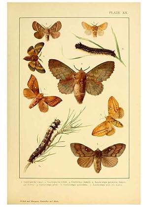 Bild des Verkufers fr Reproduccin/Reproduction 6466298039: British and European butterflies and moths (Macrolepidoptera) London,E. Nister;[1895] zum Verkauf von EL BOLETIN