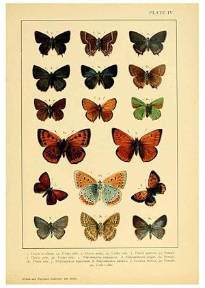Bild des Verkufers fr Reproduccin/Reproduction 6466288241: British and European butterflies and moths (Macrolepidoptera) London,E. Nister;[1895] zum Verkauf von EL BOLETIN