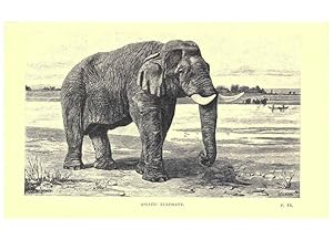 Seller image for Reproduccin/Reproduction 6505680573: Wild beasts and their ways London,Macmillan and co.,1890 for sale by EL BOLETIN