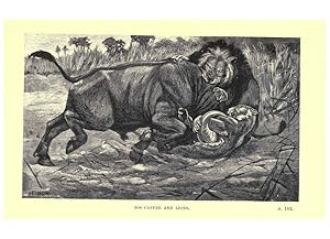 Seller image for Reproduccin/Reproduction 6505684989: Wild beasts and their ways London,Macmillan and co.,1890 for sale by EL BOLETIN