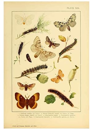 Bild des Verkufers fr Reproduccin/Reproduction 6466297605: British and European butterflies and moths (Macrolepidoptera) London,E. Nister;[1895] zum Verkauf von EL BOLETIN