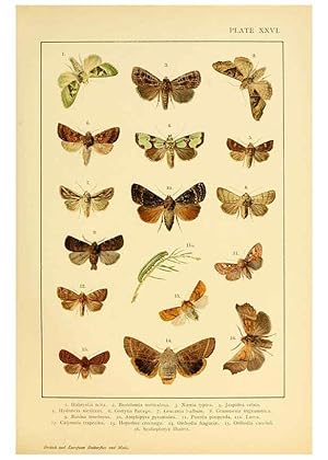 Bild des Verkufers fr Reproduccin/Reproduction 6466301495: British and European butterflies and moths (Macrolepidoptera) London,E. Nister;[1895] zum Verkauf von EL BOLETIN
