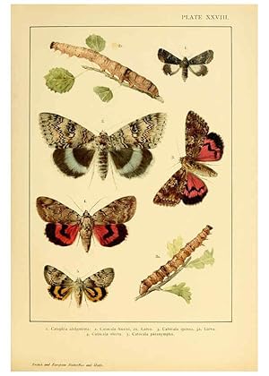 Bild des Verkufers fr Reproduccin/Reproduction 6466302453: British and European butterflies and moths (Macrolepidoptera) London,E. Nister;[1895] zum Verkauf von EL BOLETIN