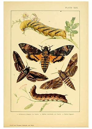 Bild des Verkufers fr Reproduccin/Reproduction 6466294171: British and European butterflies and moths (Macrolepidoptera) London,E. Nister;[1895] zum Verkauf von EL BOLETIN