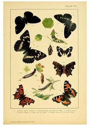 Bild des Verkufers fr Reproduccin/Reproduction 6466290121: British and European butterflies and moths (Macrolepidoptera) London,E. Nister;[1895] zum Verkauf von EL BOLETIN