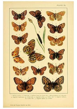 Bild des Verkufers fr Reproduccin/Reproduction 6466291677: British and European butterflies and moths (Macrolepidoptera) London,E. Nister;[1895] zum Verkauf von EL BOLETIN