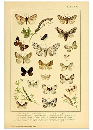 Bild des Verkufers fr Reproduccin/Reproduction 6466303477: British and European butterflies and moths (Macrolepidoptera) London,E. Nister;[1895] zum Verkauf von EL BOLETIN