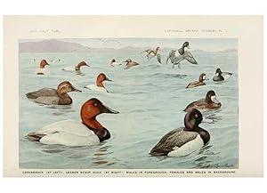 Seller image for Reproduccin/Reproduction 6714571673: The game birds of California Berkeley,University of California Press,1918 for sale by EL BOLETIN