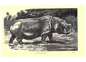 Image du vendeur pour Reproduccin/Reproduction 6505686011: Wild beasts and their ways London,Macmillan and co.,1890 mis en vente par EL BOLETIN
