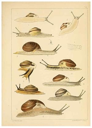 Bild des Verkufers fr Reproduccin/Reproduction 6472359629: Die Preussische expedition nach Ost-Asien. bd.2. Berlin :Kniglichen geheimen ober-hofbuchdruckerei (R. v. Decker),1867-1876 zum Verkauf von EL BOLETIN