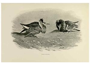 Seller image for Reproduccin/Reproduction 8076824495: Lord Lilford on birds:. London,Hutchinson,1903. for sale by EL BOLETIN