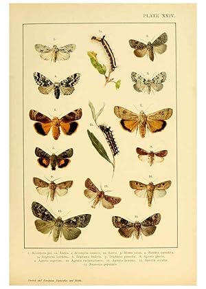 Bild des Verkufers fr Reproduccin/Reproduction 6466300391: British and European butterflies and moths (Macrolepidoptera) London,E. Nister;[1895] zum Verkauf von EL BOLETIN