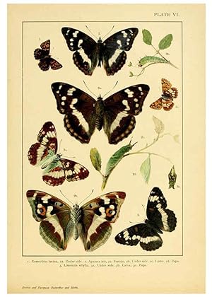 Bild des Verkufers fr Reproduccin/Reproduction 6466289495: British and European butterflies and moths (Macrolepidoptera) London,E. Nister;[1895] zum Verkauf von EL BOLETIN