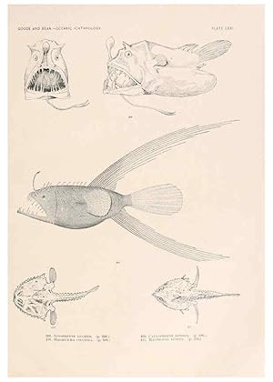 Imagen del vendedor de Reproduccin/Reproduction 6441814619: Oceanic ichthyology. v.22 atlas. Cambridge, U.S.A. :Printed for the Museum,1896 a la venta por EL BOLETIN