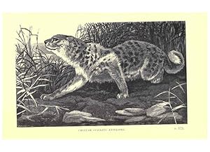 Seller image for Reproduccin/Reproduction 6505684221: Wild beasts and their ways London,Macmillan and co.,1890 for sale by EL BOLETIN