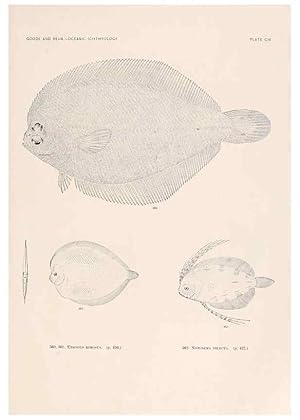 Bild des Verkufers fr Reproduccin/Reproduction 6441808403: Oceanic ichthyology. v.22 atlas. Cambridge, U.S.A. :Printed for the Museum,1896 zum Verkauf von EL BOLETIN