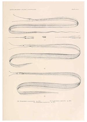 Imagen del vendedor de Reproduccin/Reproduction 6441787845: Oceanic ichthyology. v.22 atlas. Cambridge, U.S.A. :Printed for the Museum,1896 a la venta por EL BOLETIN