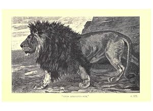 Image du vendeur pour Reproduccin/Reproduction 6505684585: Wild beasts and their ways London,Macmillan and co.,1890 mis en vente par EL BOLETIN