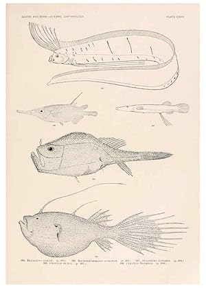 Bild des Verkufers fr Reproduccin/Reproduction 6441813289: Oceanic ichthyology. v.22 atlas. Cambridge, U.S.A. :Printed for the Museum,1896 zum Verkauf von EL BOLETIN