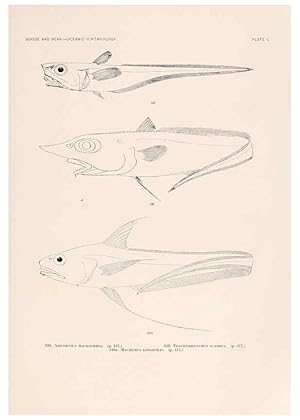 Bild des Verkufers fr Reproduccin/Reproduction 6441807313: Oceanic ichthyology. v.22 atlas. Cambridge, U.S.A. :Printed for the Museum,1896 zum Verkauf von EL BOLETIN