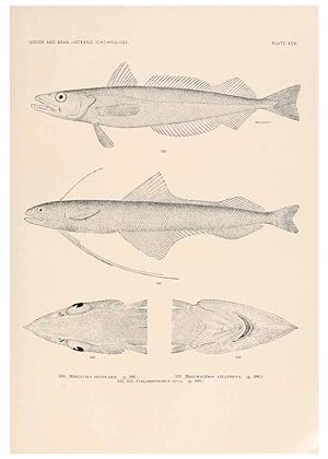Imagen del vendedor de Reproduccin/Reproduction 6441805753: Oceanic ichthyology. v.22 atlas. Cambridge, U.S.A. :Printed for the Museum,1896 a la venta por EL BOLETIN