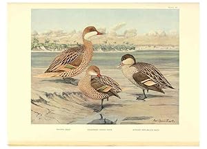 Seller image for Reproduccin/Reproduction 6459928763: A natural history of the ducks. v.2. Boston ;Houghton Mifflin Company ;1922-1926 for sale by EL BOLETIN