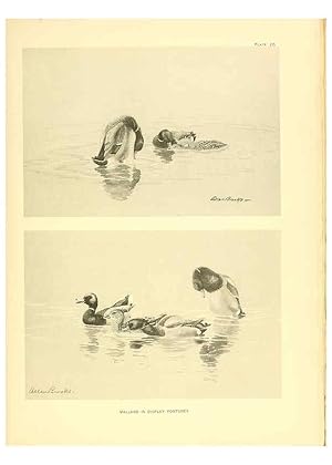 Seller image for Reproduccin/Reproduction 6459918919: A natural history of the ducks. v.2. Boston ;Houghton Mifflin Company ;1922-1926 for sale by EL BOLETIN