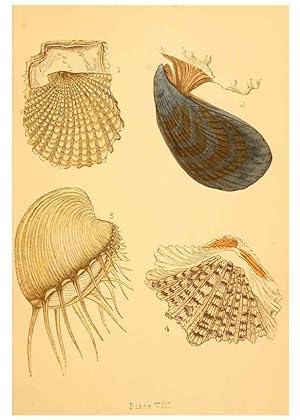 Immagine del venditore per Reproduccin/Reproduction 6461051873: Beautiful shells London :Groombridge and Sons,1856 venduto da EL BOLETIN