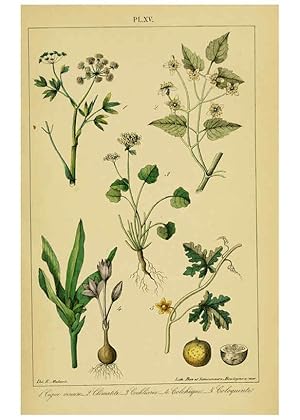 Image du vendeur pour Reproduccin/Reproduction 6459816793: Trait pratique et raisonn des plantes mdicinales indignes. 1868. Paris,P. Asselin,1868 mis en vente par EL BOLETIN