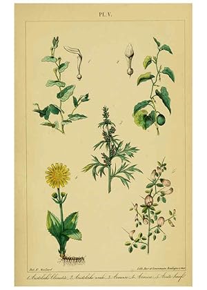 Image du vendeur pour Reproduccin/Reproduction 6459811301: Trait pratique et raisonn des plantes mdicinales indignes. 1868. Paris,P. Asselin,1868 mis en vente par EL BOLETIN