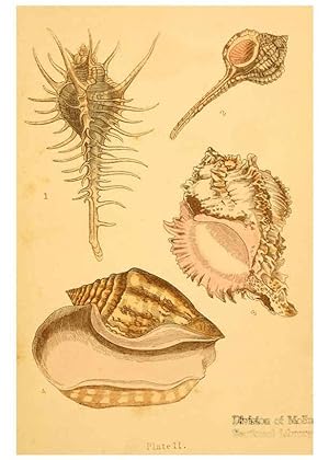 Immagine del venditore per Reproduccin/Reproduction 6461046815: Beautiful shells London :Groombridge and Sons,1856 venduto da EL BOLETIN