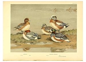 Seller image for Reproduccin/Reproduction 6459922729: A natural history of the ducks. v.2. Boston ;Houghton Mifflin Company ;1922-1926 for sale by EL BOLETIN