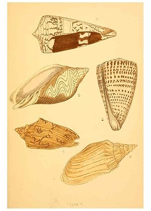 Immagine del venditore per Reproduccin/Reproduction 6461049923: Beautiful shells London :Groombridge and Sons,1856 venduto da EL BOLETIN