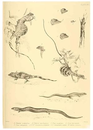 Seller image for Reproduccin/Reproduction 6459726017: The reptiles of British India London :Pub. for the Ray society by R. Hardwicke,1864 for sale by EL BOLETIN