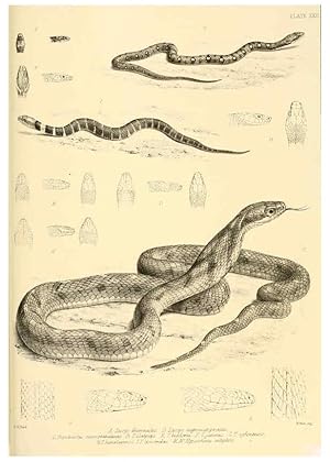 Image du vendeur pour Reproduccin/Reproduction 6459729587: The reptiles of British India London :Pub. for the Ray society by R. Hardwicke,1864 mis en vente par EL BOLETIN