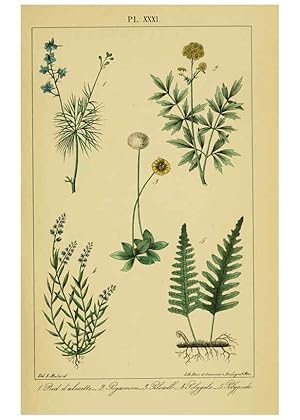 Image du vendeur pour Reproduccin/Reproduction 6459825151: Trait pratique et raisonn des plantes mdicinales indignes. 1868. Paris,P. Asselin,1868 mis en vente par EL BOLETIN