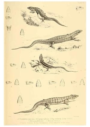 Image du vendeur pour Reproduccin/Reproduction 6459724799: The reptiles of British India London :Pub. for the Ray society by R. Hardwicke,1864 mis en vente par EL BOLETIN