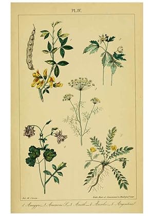 Image du vendeur pour Reproduccin/Reproduction 6459810817: Trait pratique et raisonn des plantes mdicinales indignes. 1868. Paris,P. Asselin,1868 mis en vente par EL BOLETIN