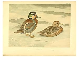 Seller image for Reproduccin/Reproduction 6459924977: A natural history of the ducks. v.2. Boston ;Houghton Mifflin Company ;1922-1926 for sale by EL BOLETIN