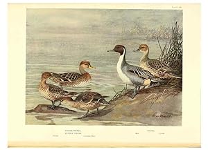 Seller image for Reproduccin/Reproduction 6459928411: A natural history of the ducks. v.2. Boston ;Houghton Mifflin Company ;1922-1926 for sale by EL BOLETIN