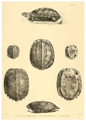 Seller image for Reproduccin/Reproduction 6459721433: The reptiles of British India London :Pub. for the Ray society by R. Hardwicke,1864 for sale by EL BOLETIN