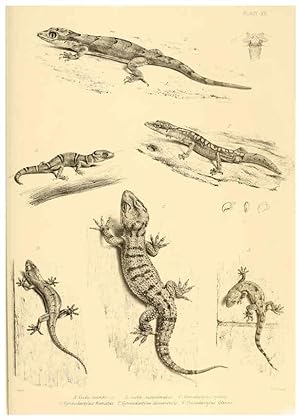 Image du vendeur pour Reproduccin/Reproduction 6459725529: The reptiles of British India London :Pub. for the Ray society by R. Hardwicke,1864 mis en vente par EL BOLETIN