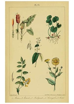 Image du vendeur pour Reproduccin/Reproduction 6459811979: Trait pratique et raisonn des plantes mdicinales indignes. 1868. Paris,P. Asselin,1868 mis en vente par EL BOLETIN