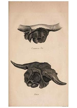 Seller image for Reproduccin/Reproduction 6883335734: American natural history. Philadelphia,H.C. Carey & I. Lea,1826-28 for sale by EL BOLETIN