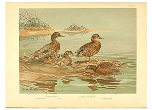Seller image for Reproduccin/Reproduction 6459919367: A natural history of the ducks. v.2. Boston ;Houghton Mifflin Company ;1922-1926 for sale by EL BOLETIN