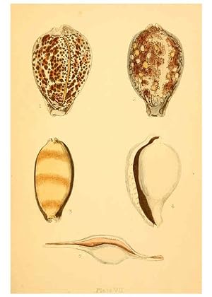 Immagine del venditore per Reproduccin/Reproduction 6461051295: Beautiful shells London :Groombridge and Sons,1856 venduto da EL BOLETIN
