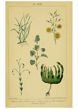 Image du vendeur pour Reproduccin/Reproduction 6459820745: Trait pratique et raisonn des plantes mdicinales indignes. 1868. Paris,P. Asselin,1868 mis en vente par EL BOLETIN