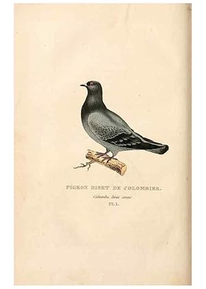 Seller image for Reproduccin/Reproduction 6896434954: Les pigeons. Paris,Audot,1824. for sale by EL BOLETIN