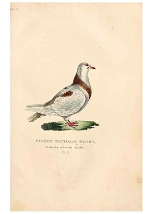 Seller image for Reproduccin/Reproduction 6896435476: Les pigeons. Paris,Audot,1824. for sale by EL BOLETIN